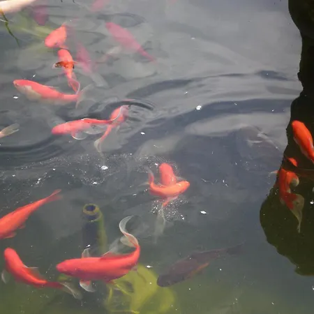 Les Brugmansias Gasthof Biesheim